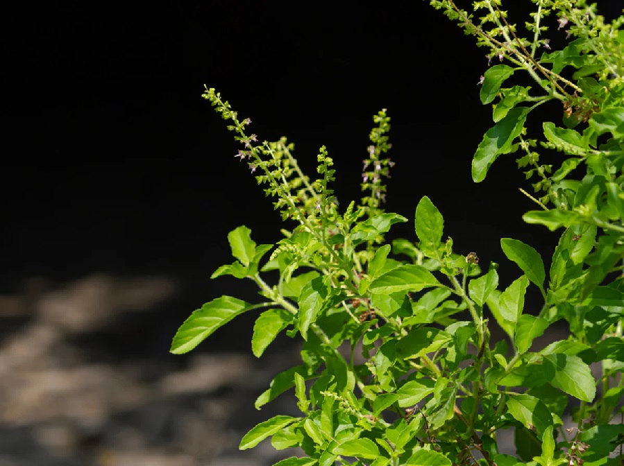 Tulsi Water and Its Health Benefits: What You Need to Know