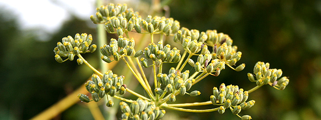 fennel seeds